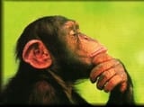 thinking_chimp2