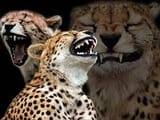 laughing cheetahs