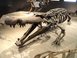 Deinosuchus_hatcheri_-_Natural_History_Museum_of_Utah_-_DSC07251