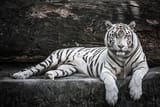 white.tiger