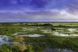 Pantanal,_Mato_Grosso,_Brasil