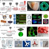 3D-bioprinted-heterogeneous-tissues-using-modified-extrusion-bioprinting-A-Sacrificial