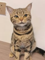 cat side look