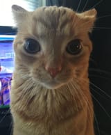 Thread 2796809 OP Image