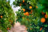 orange-trees