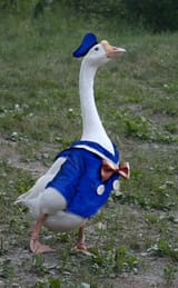 Thread 2799330 OP Image
