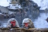 snow_monkey