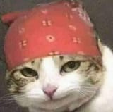 gato
