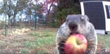 groundhog