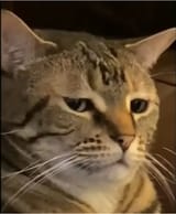 disgust