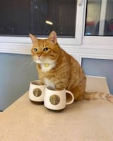two cups of pawvfefe