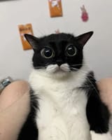slightly retarded cat
