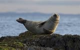Seal