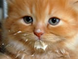 the standard milkoholic kitten