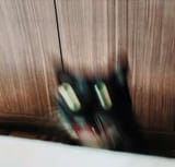 cat mfw