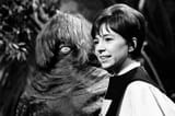dodo