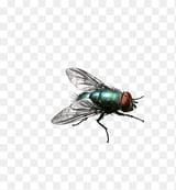 png-clipart-green-flies-insect-animal-thumbnail