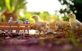 birds-animals-grass-Chicken-beak-chickens-771184-wallhere.com
