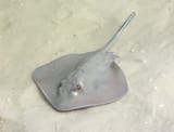 SStringray
