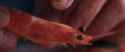 Substance shrimps_thumb.jpg