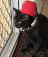 Cat-Wearing-a-Fez-
