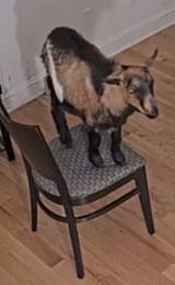 1680218983307411