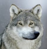 me irl
