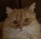 Tfw my owner is doxxing the domicile again