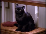 Salem (1)