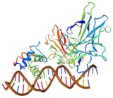 FOXP2_(2as5)[1]