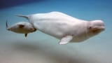 belugas-Canada.jpg