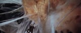 vlcsnap-2025-06-14-00h18m17s498