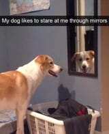 dogmirror