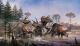 A-Group-of-Triceratops-scaled