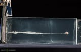 bullet-gel-1