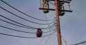 Critter Cable_thumb.jpg