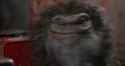 Bald Critter_thumb.jpg