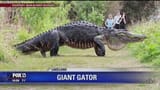 Gator
