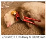 1730261544820423 ferrets-have-a-tendency-to-collect-trash-truth-12537960
