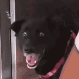 dog-ptsd