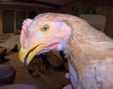 CHICKEN