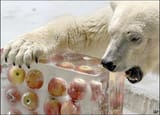 _41906050_polarbear_416_ap[1]
