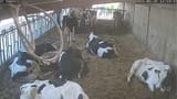 cows