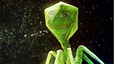 virus