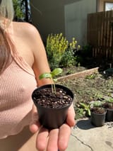 bexplant