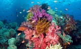 12-enigmatic-facts-about-hawaiis-coral-reefs-1694675130