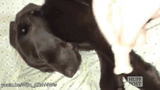 anigif_enhanced-28502-1438295816-6