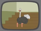 Live_Studio_Ostrich