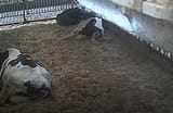 cow birth