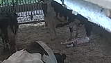 cow birth 2